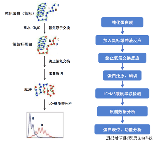 从样本到结果:蛋白质质谱技术的全面分离分析