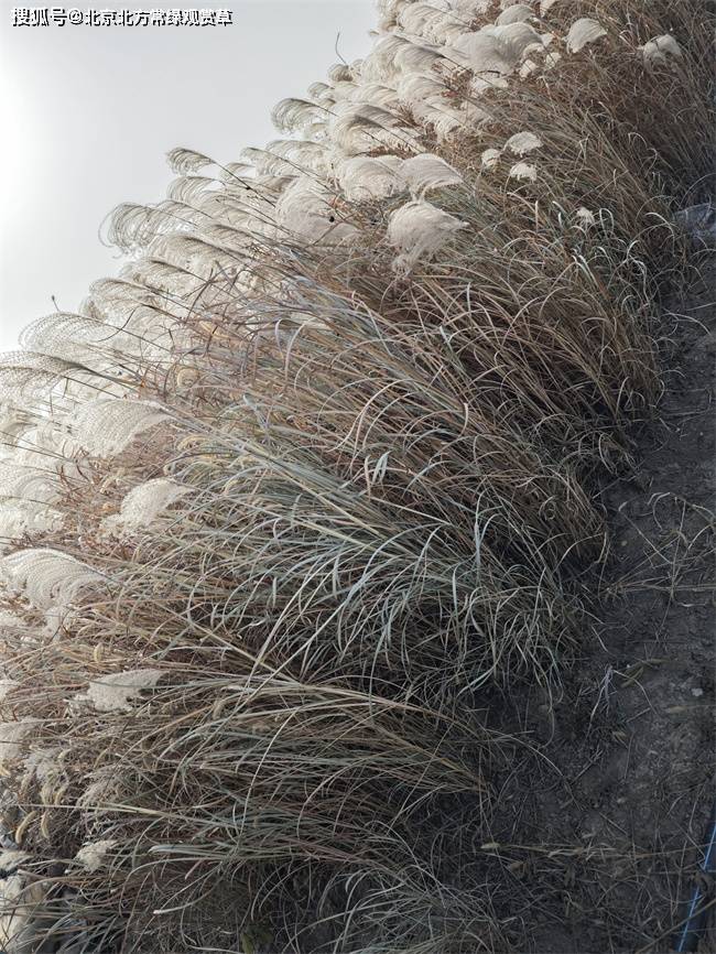 芦苇地栽苗怎么种植，种植方法是什么？