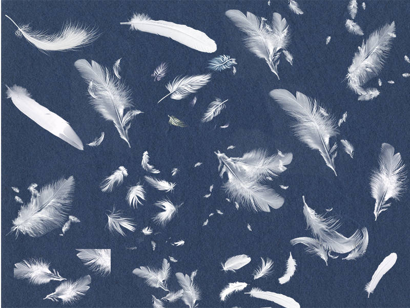 32款白色羽毛飘落png免抠素材,198期【免费】
