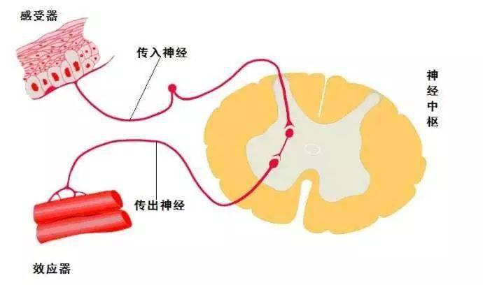 反射弧的结构:感受器 传入神经 神经中枢 传出神经 效应器 21