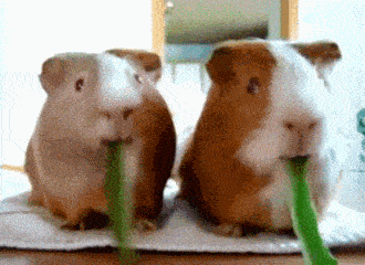 粑粑有什么好吃的?_狗吃屎