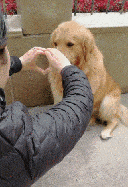 不管你做什么 狗狗都会给你回应 虽然它们可能明白不了你的意思 不