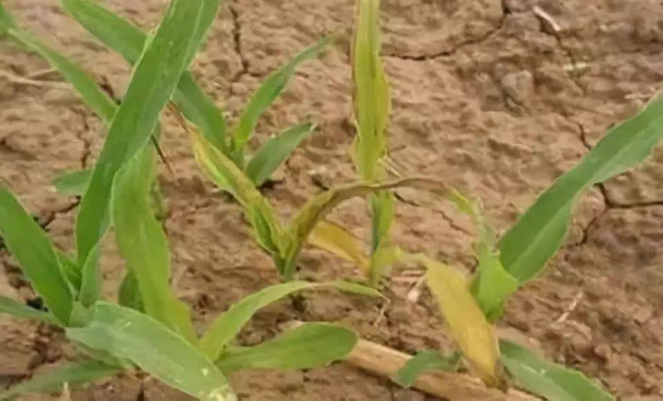 为什么叫玉米症 10a7e24ed8a847ea89a0b01a9d9b97f3.jpeg