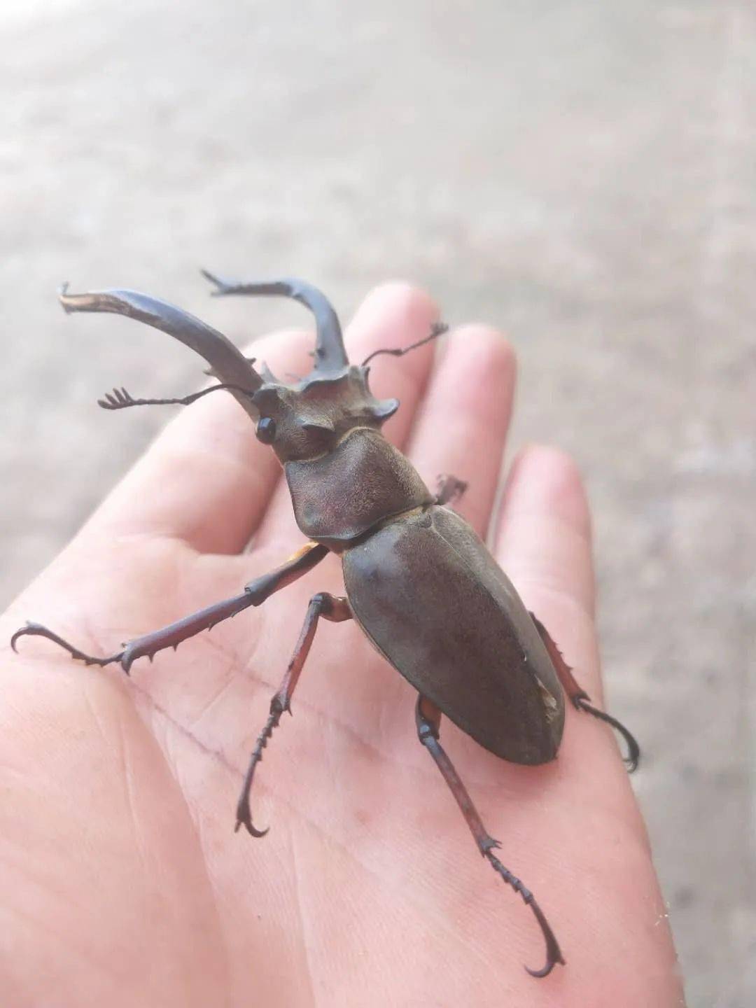 罗平一村民树林中发现大甲虫体长约8cm头上长犄角你见过没