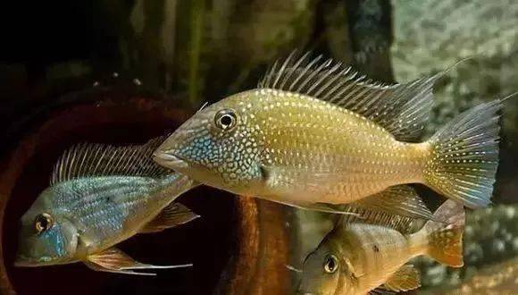 水族生物食土鲷种类大全上