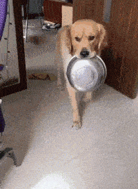 开饭了金毛叼个盆屁颠屁颠进来一看见又是包子扭头就走