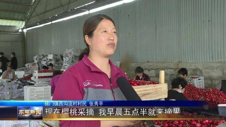 东平县梯门镇西沟流村:樱桃树结出致富果,带动产业兴
