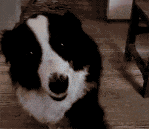 选一个平常不会带狗狗出门的时间,静静地在狗狗面前拿起家里钥匙和