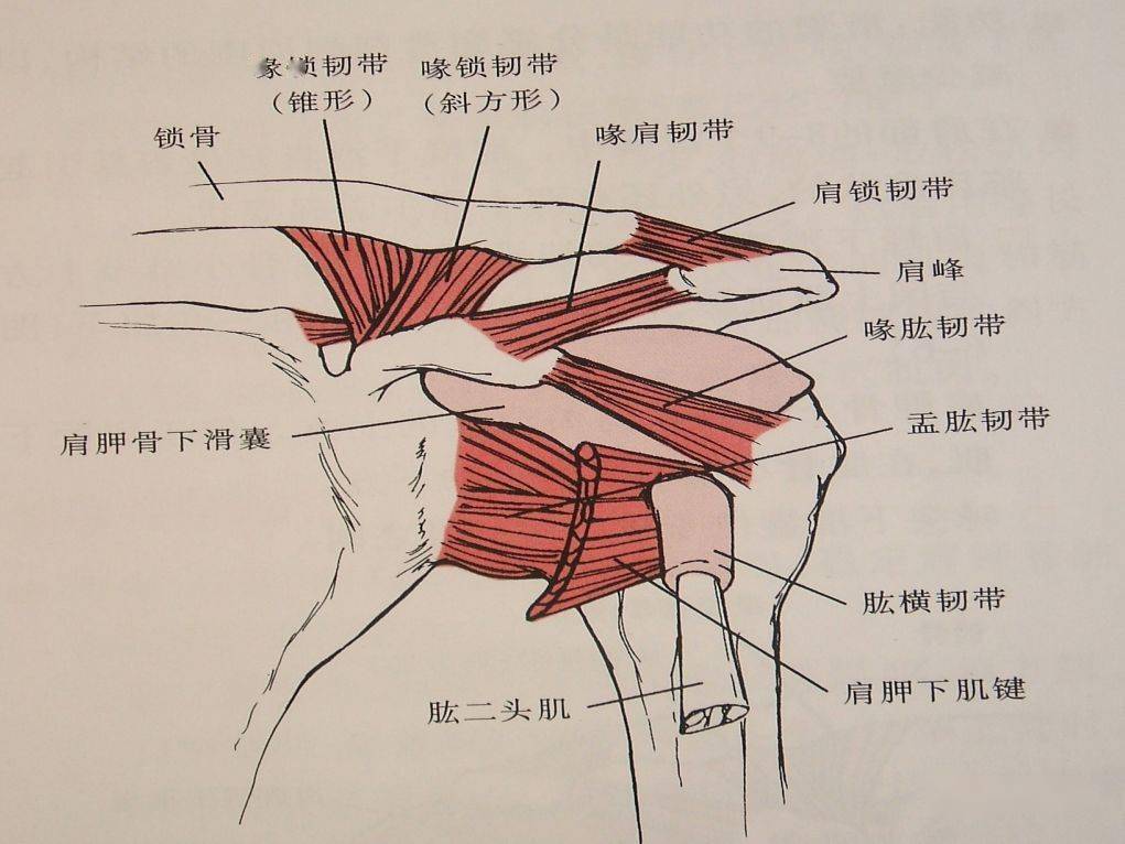 体表定位喙突点,肱骨小结节点,肱骨结节间沟点,肱骨大结节后面.