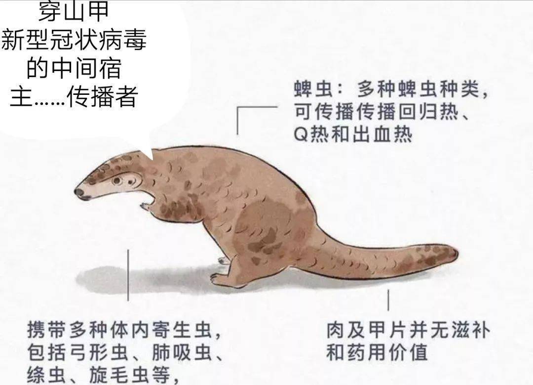 什么动物的命最长寿 啥动物的寿命最长