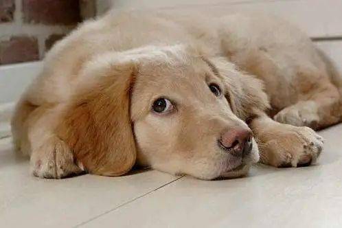 狗耳朵立不起来 348a7f8a9bd7485fb6138fc4223149a4.jpeg