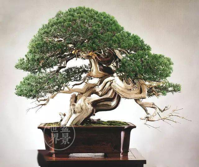 梁悦美作品(真柏,树高100cm)