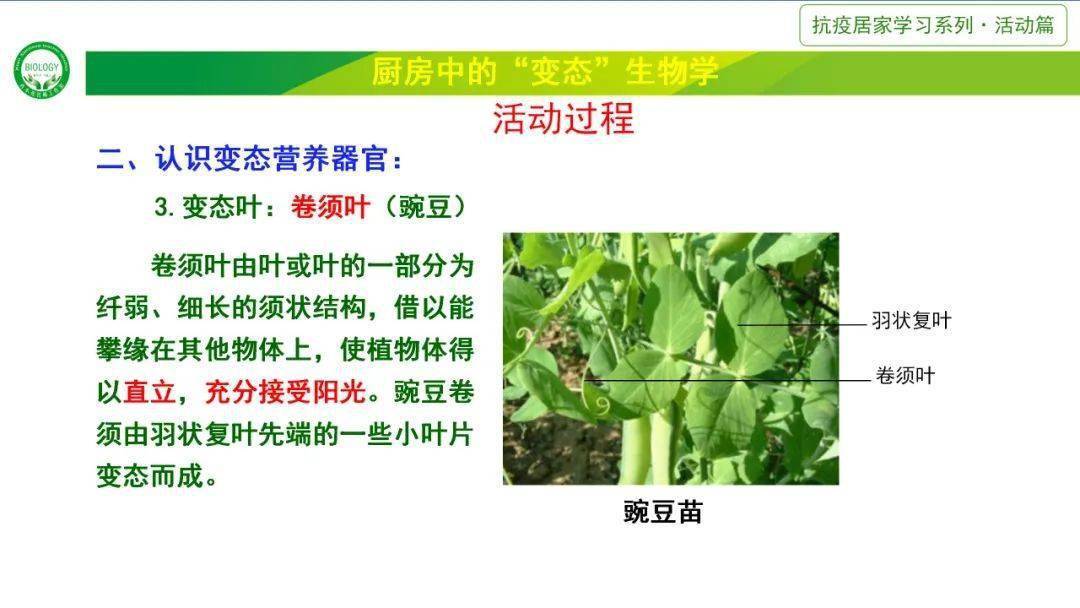 植物有六大器官:根,茎,叶,花,果实,种子.