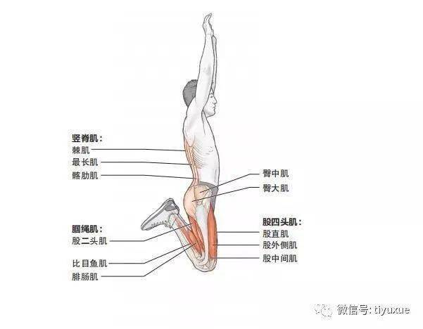 后踢腿跳 涉及肌群 主要肌群:股四头肌(股直肌,股外侧肌,股中间肌和股
