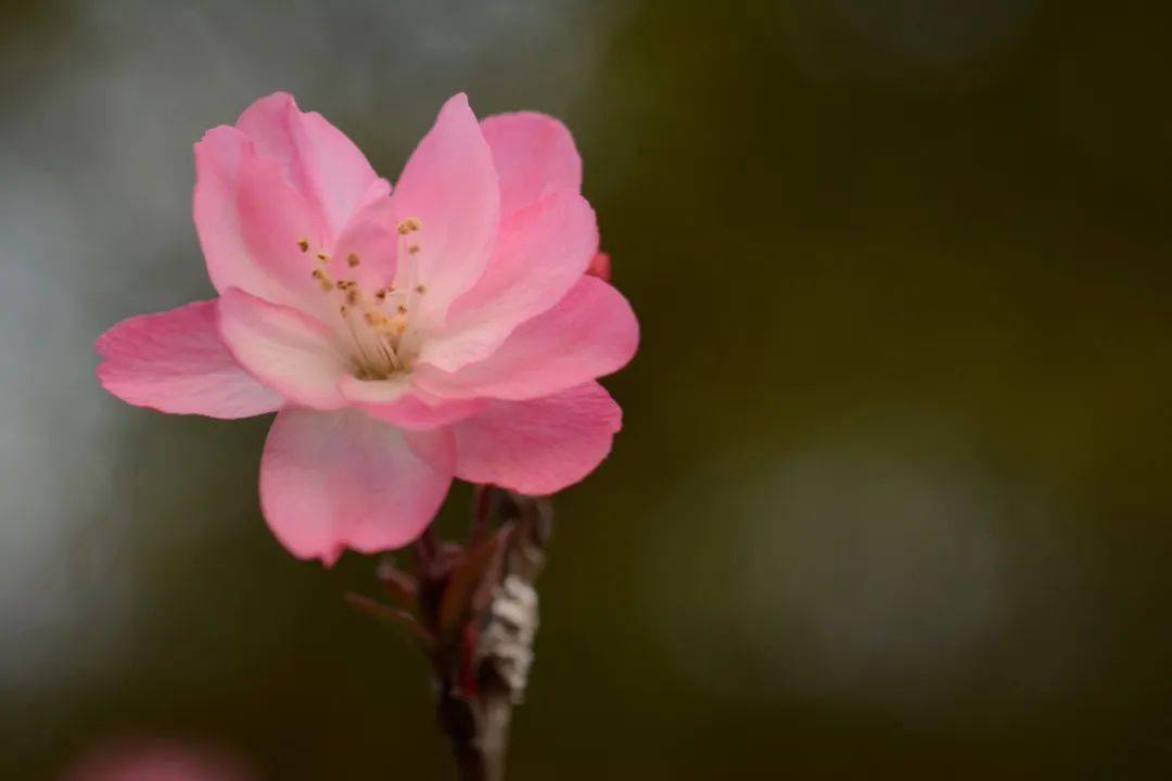 什么叫解语花 de1bfedcb3c64e90af1040f5ef0cc4f4.jpeg