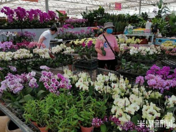 市民|崂山枯桃花卉市场：市民周末“采”花忙