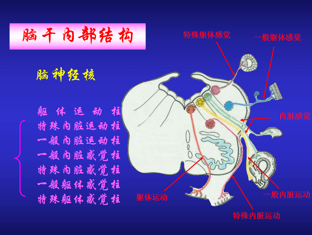 【康复系列课程10】脑干内部的传导束知识分享