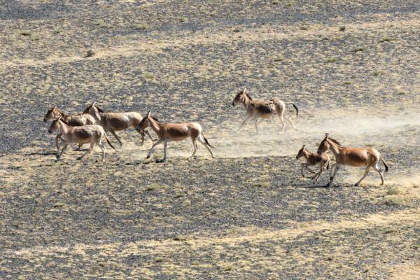 自然保护区|这一幅幅生命的画卷，好美！
