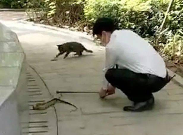 嘶嘶是什么动物 f0088564f0ce4dee811c8448e56c7ea2.jpeg