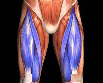 蓝色标注处就是股四头肌的位置 ▲红色处是臀大肌的位置 ▲紫色处