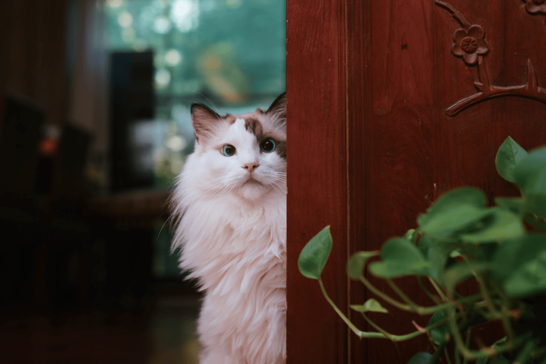 特惠!猫咪摄影 猫咪手账,来自摄影师克查的萌喵日常
