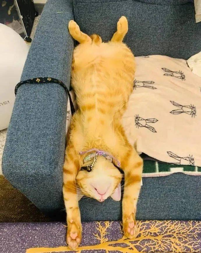 铲屎官家的猫咪总是喜欢用投降的姿势睡觉