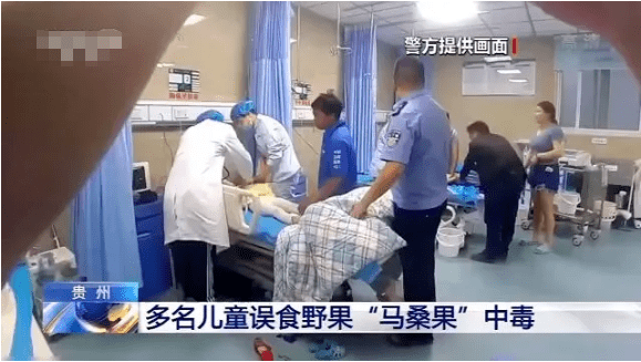 贵州|贵州已经有多名孩子因为这个“中招”了！路边野果别乱吃