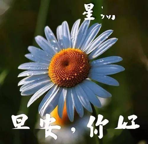 6月9日星期二早上好温馨图片问候大全 早上好问候语动态表情图片