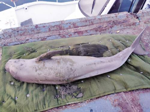 报警|小江豚浴场搁浅