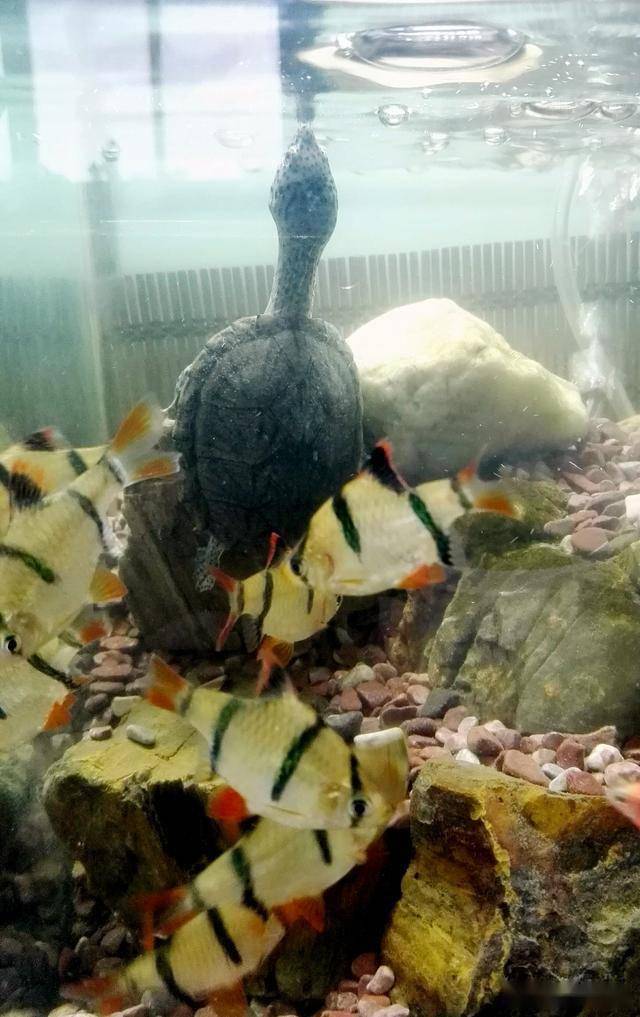 怎样预防龟龟溺水?