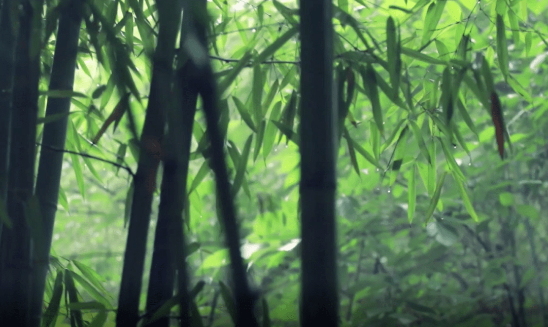 雨天,晴天都想逛的竹林!美!