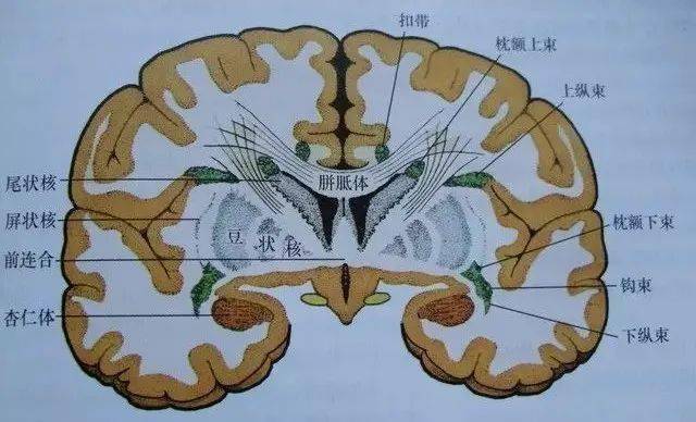 放射冠与半卵圆中心的区别