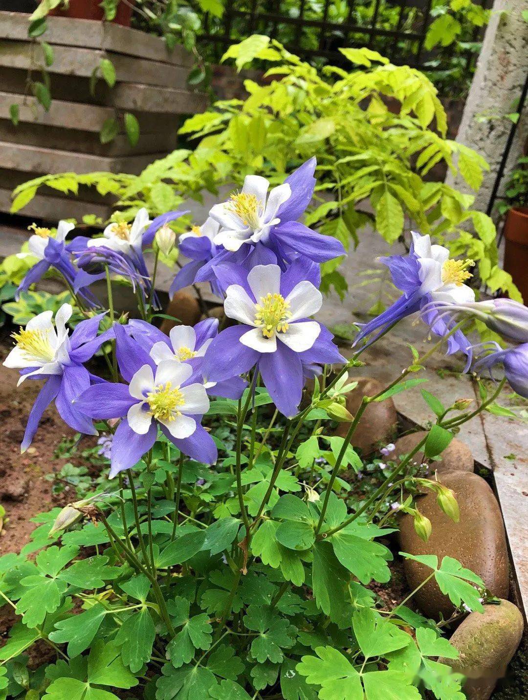 开花独特艳丽的耧斗菜究竟是菜还是花