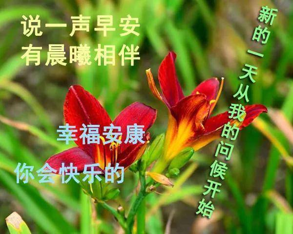 6月最新漂亮早上好动态鲜花图片带字温馨 微信最美清晨图片问候语