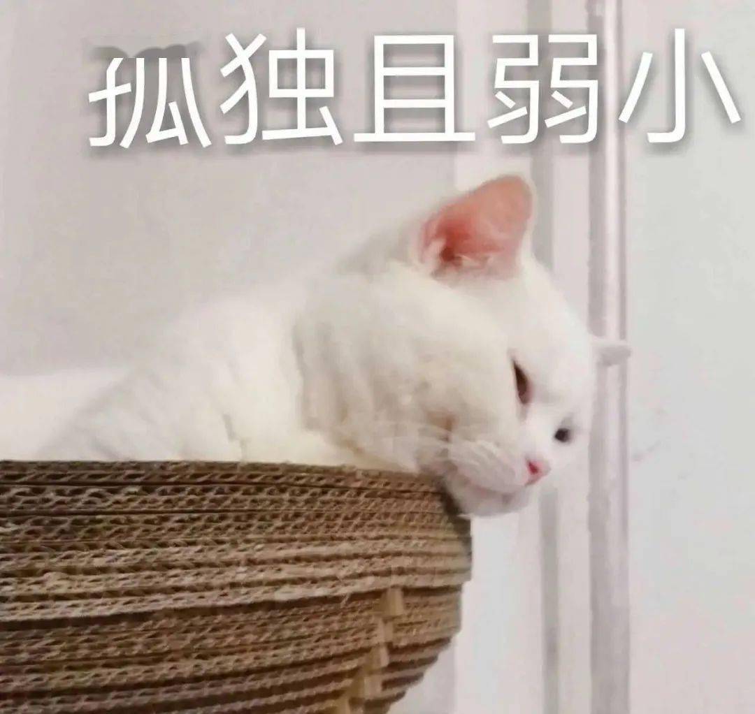 抖音里刷到一位油腻大叔,以为是青铜结果一开口我跪了