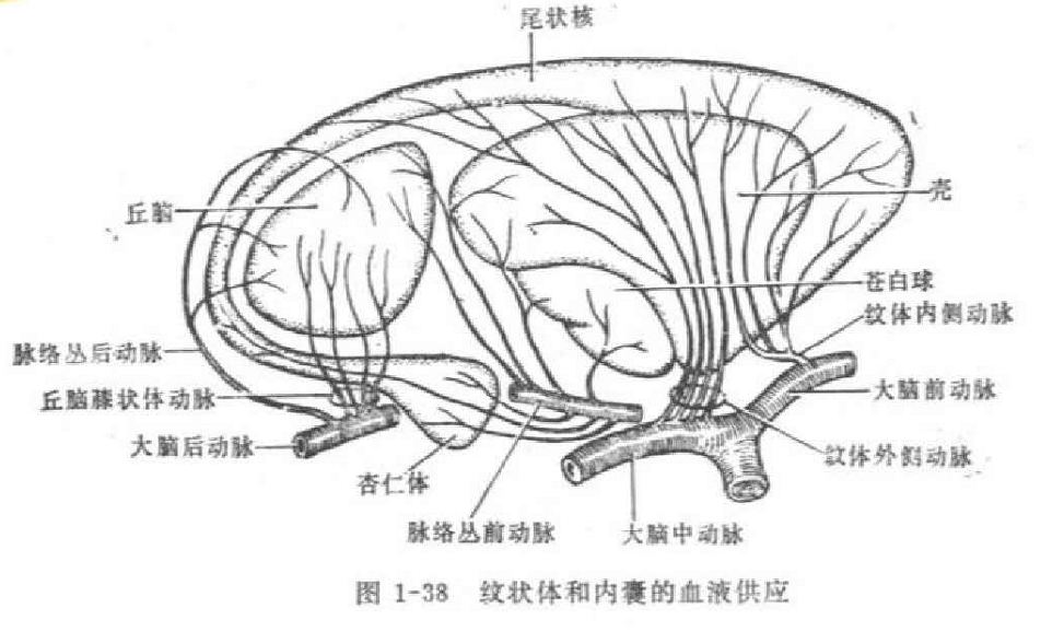 dais讲坛丨从基底节区脑动静脉畸形探讨基底节区血运