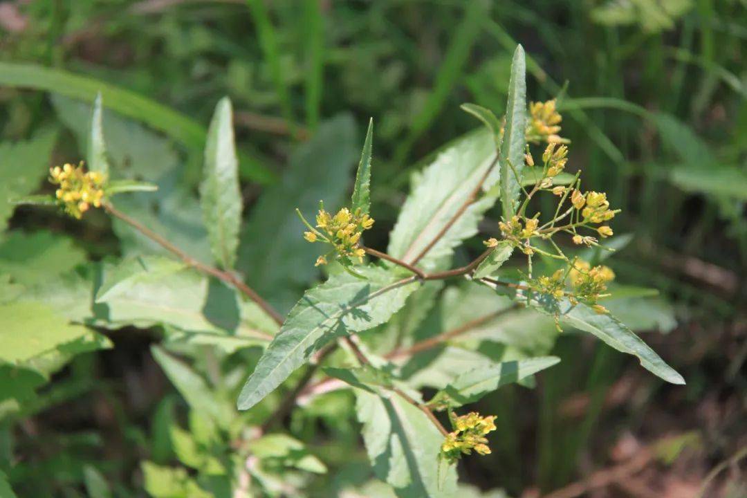 舌尖上的中药丨野外常见的清热解毒好药——蔊菜(hǎn