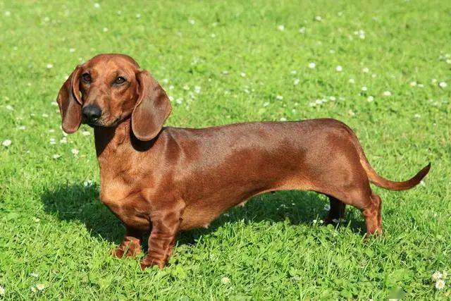 5,贝灵顿梗犬