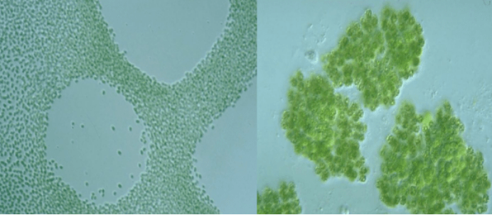 塘中的"蓝藻"以微囊藻,颤藻占主导地位,鱼腥藻,螺旋藻,束丝藻,席藻