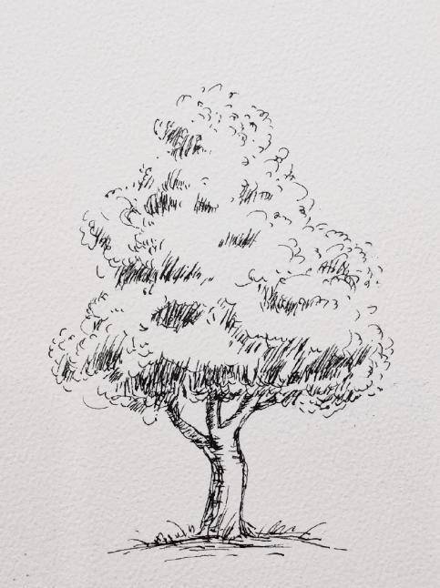 钢笔线稿手绘,不同的树的画法,拿去学习吧