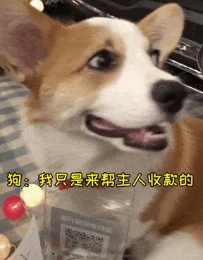 为了响应国家号召,铲屎官们纷纷带上了狗子出去摆地摊