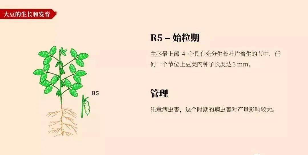 【农技推广】大豆的一生,高清图谱解析_种子