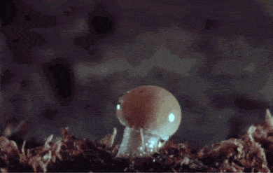 不采摘,不食用,不买卖野生蘑菇!