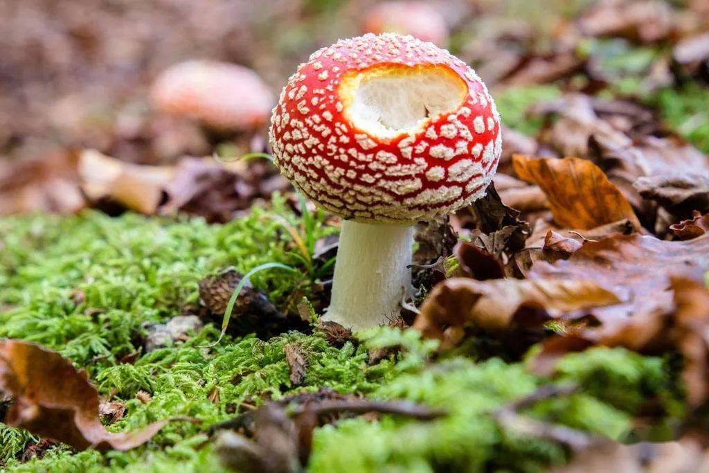 又到一年食菌季谨防野生菌中毒