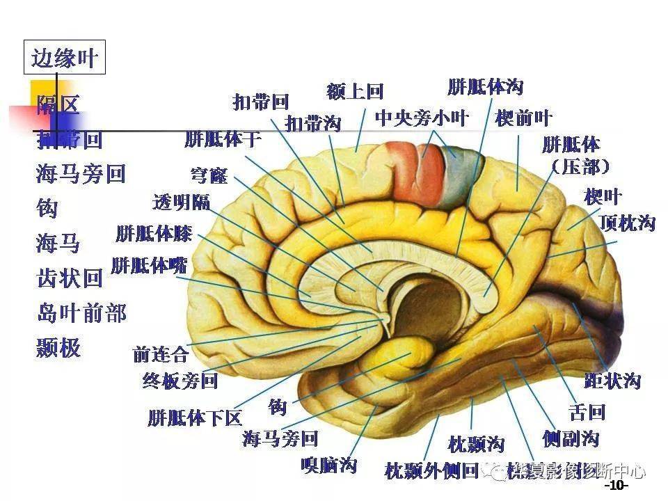 在医学及解剖学上,多用大脑一词来指代端脑.脊