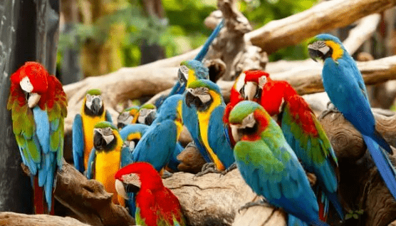 世上有4种稀有的蓝色金刚鹦鹉 简直太美丽了！