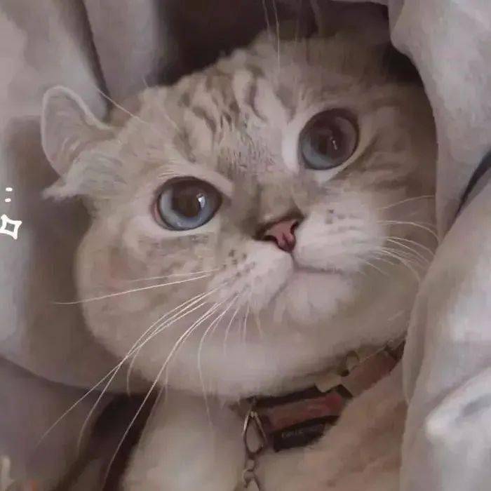 可爱萌宠猫猫头像,喵咪头像,猫控,又可爱又会耍贱的喵