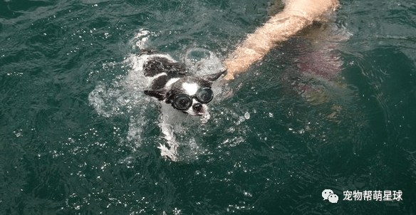宝宝|狗老婆带两个女儿亲吻告别,画面让人感动……吉娃娃睡梦中离世