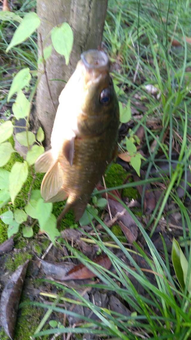 鱼惊什么成语_成语什么鱼(3)