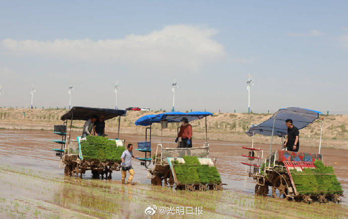 改良|袁隆平团队在内蒙古打造海水稻示范基地